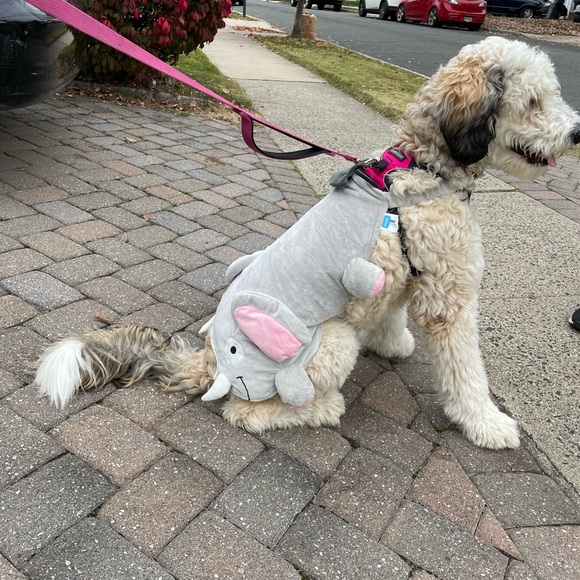 HALLOWEEN Elephant Dog Costume (Booty Suit) - Picture 3 of 5